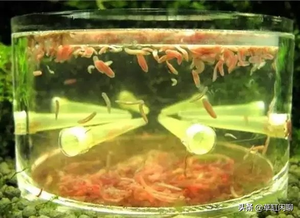 鱼缸小白虫的消灭方法,鱼缸里去除涡虫的最佳方法