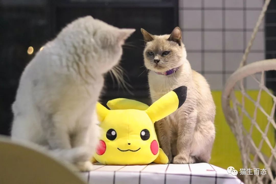 猫癣有那么可怕吗,最可怕的猫癣