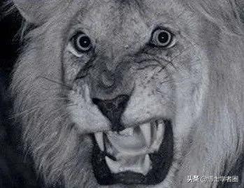 母狮一天发情40次,还追着公狮咬蛋蛋?根本不是这样啊....