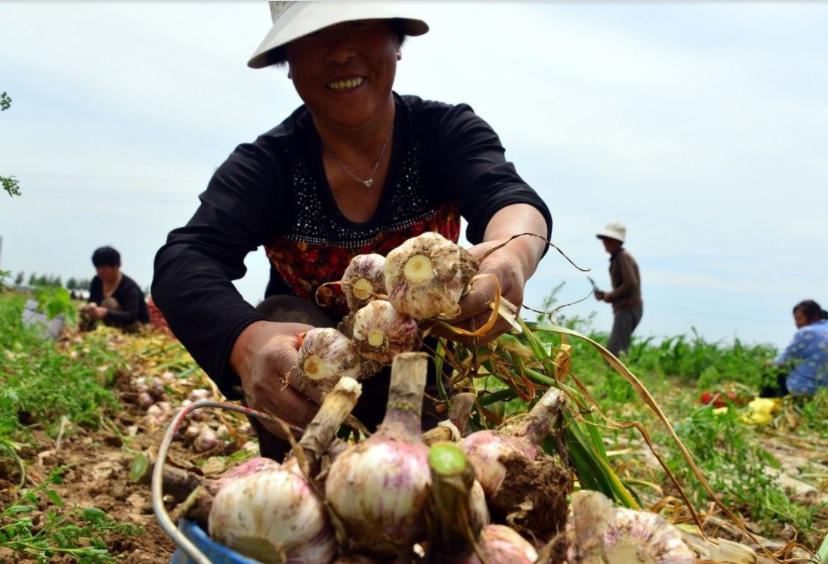 大蒜的常见病害及应对措施,大蒜储藏期主要病害