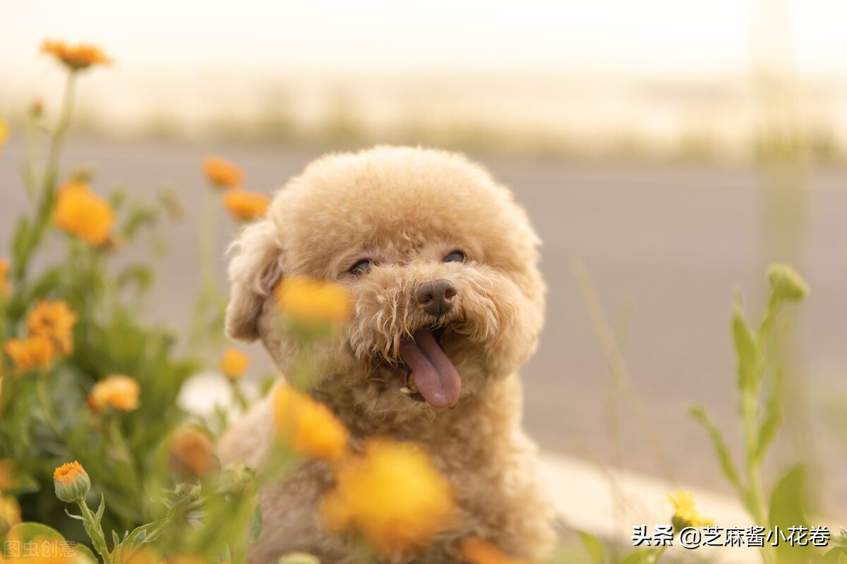 泰迪被人讨厌的原因,很讨厌泰迪什么原因