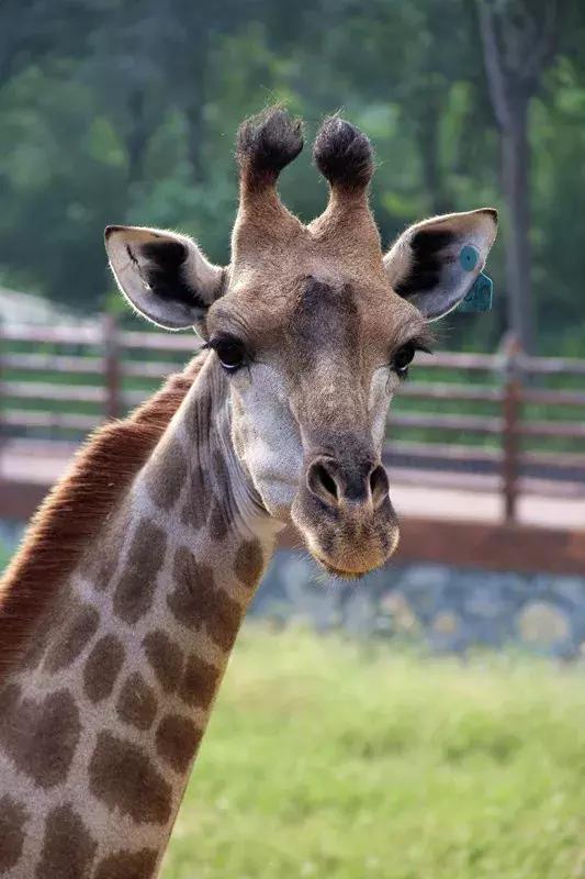 免费！半价！坐山东高铁环形列车，这些景区凭车票统统享优惠！