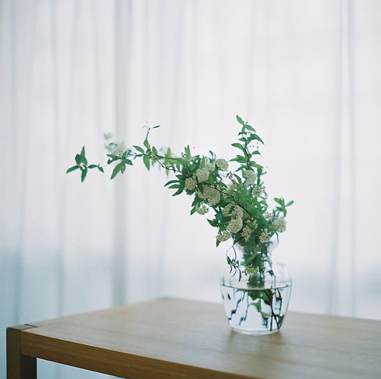 植库‖浪漫清新的小手球，为你带来氧气小森林