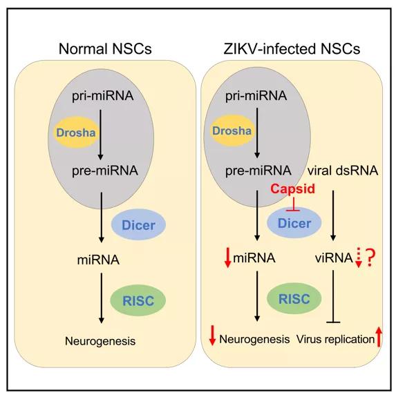 脑科学治自闭症有突破吗,脑科学日报关于记忆