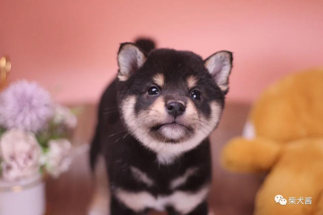 到什么地方买得到好柴犬,在什么地方能买到正宗的柴犬