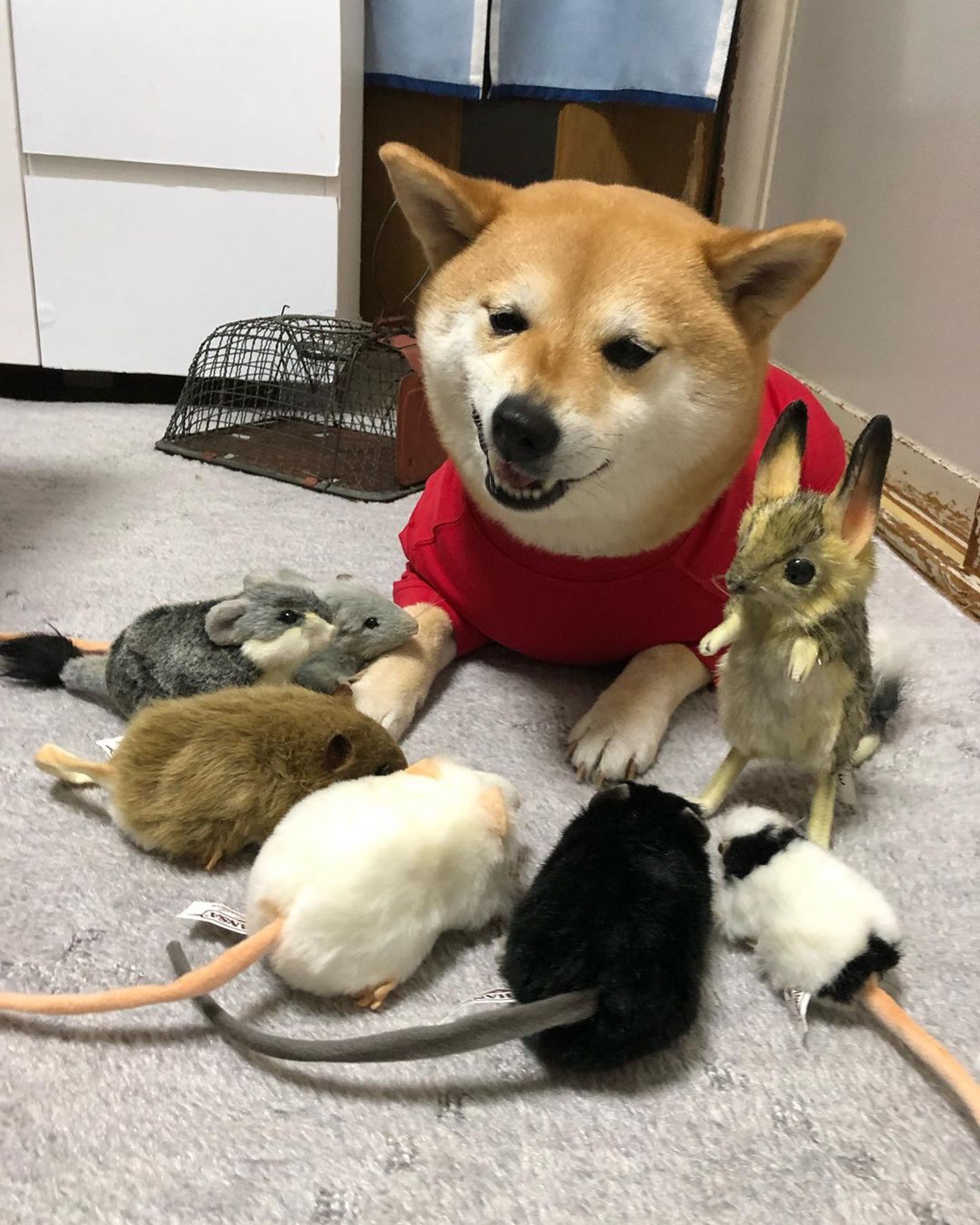 被砖头压住了!影帝柴犬超入戏25个连自己也骗倒的瞬间