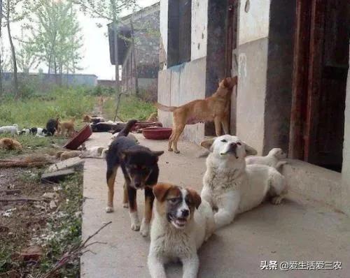 养肉狗的注意事项有哪些,想养狗又怕后悔