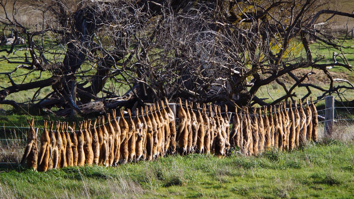 它们是澳洲顶级掠食者，专家建议把它们做成罐头，全部出口到中国