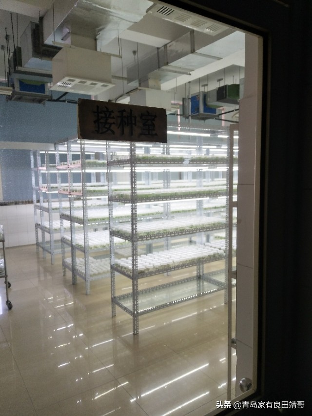 脱毒阳光玫瑰葡萄苗,阳光玫瑰特级苗