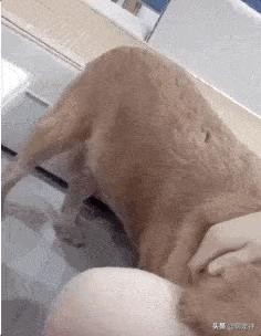 金毛胎动,金毛贴着怀孕肚子听胎动