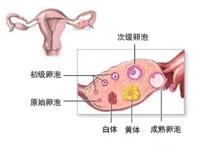 怎么区分黄体破裂和其他腹痛症状,黄体破裂腹痛减轻了还用去医院吗