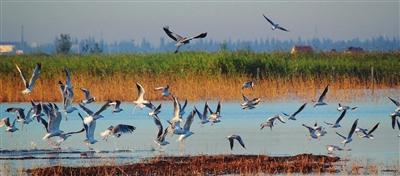 大水大绿成大美绿色转型正当时──“壮丽70年奋斗新时代”宁河区发展成就综述