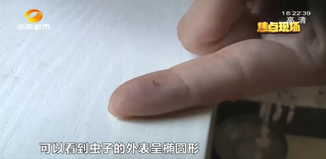 长沙女子一觉醒来，枕头边有虫仔细一看家里全是！很多人家里可能也有专家：建议这些东西都烧掉