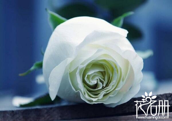 送9种不同颜色的玫瑰花代表什么,求爱玫瑰花应该送多少朵合适