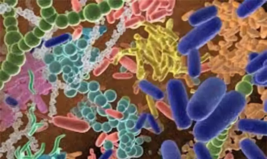 乳腺癌是如何与菌群扯上关系的？