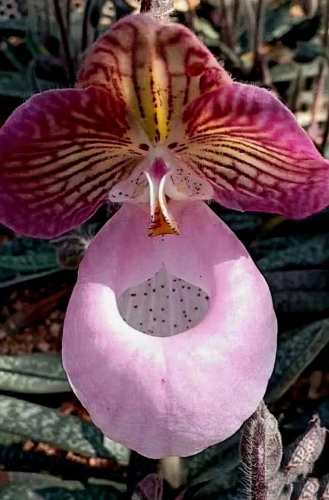 兰花高洁的古诗,高洁典雅的兰花壁纸