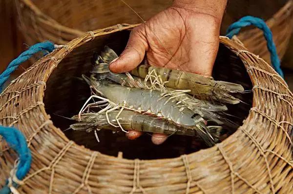各类虾的区别,各种虾的叫法和区别