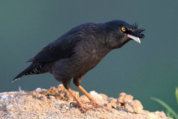 常见八哥有几个品种,八哥的分类