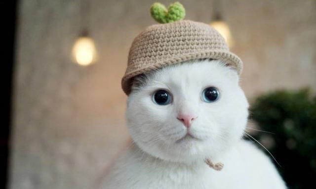 宠物经济剖析,宠物经济如何赚钱