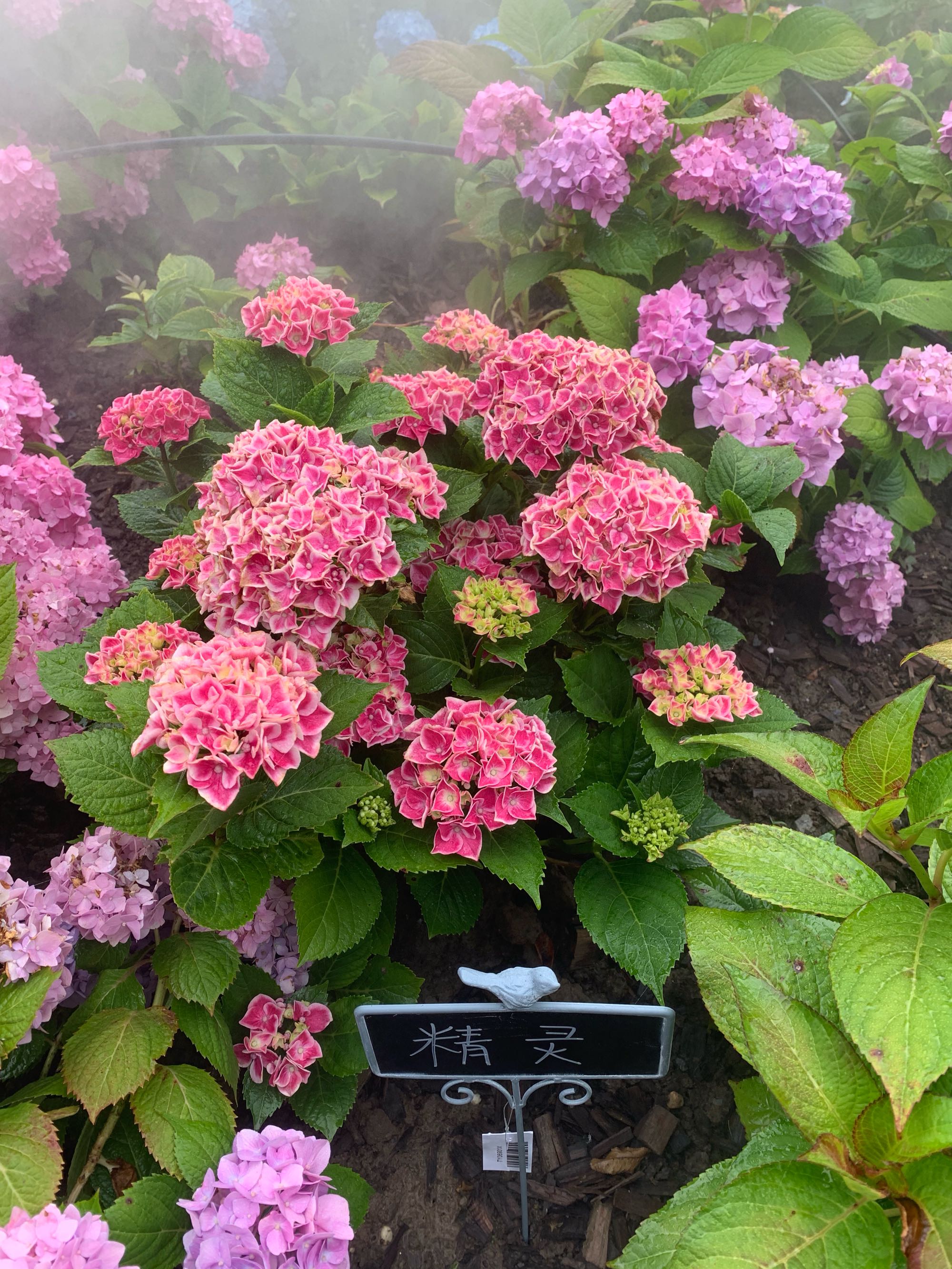 扦插花的快速生根法,哪些花卉可以用扦插的方法插活