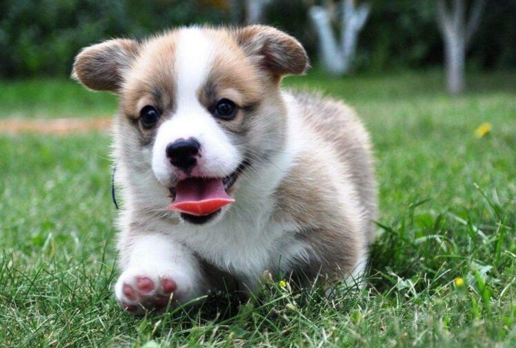 柯基狗一旦出现5个表现,柯基犬难养的五种原因