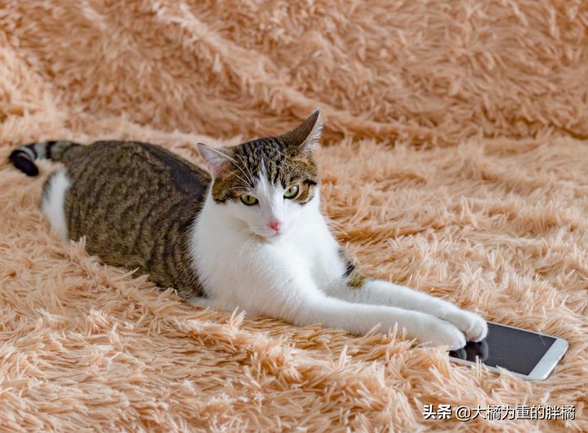 家里养猫咪怎么让它不乱抓,养猫怎么防止猫咪弄乱家里物品