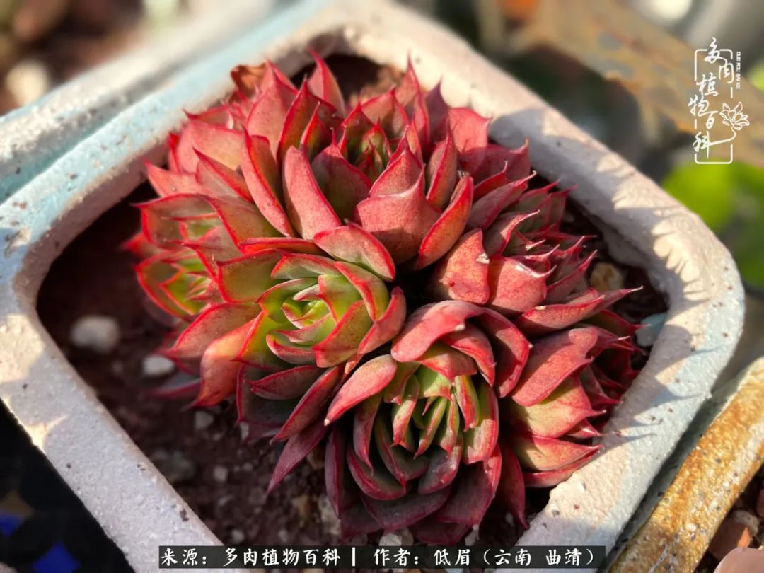 多肉植物百科如何投稿,感谢多肉植物百科的陪伴