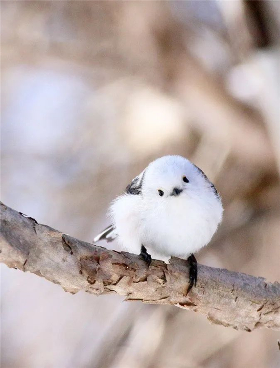 因为太萌差点成为“国鸟”的小肥啾：美丽在可爱面前一无是处