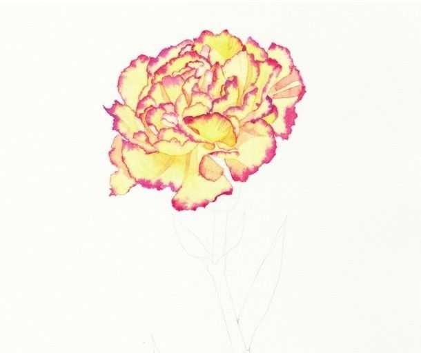 只需7步,就能画出这么美的康乃馨,艺术生快来学习临摹吧,收藏