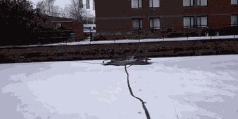 这两位大哥真牛，不知这树还能让他们爽多久