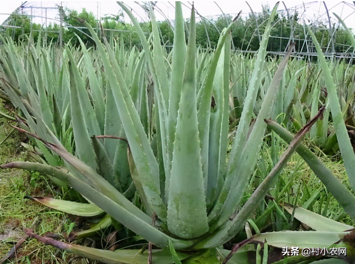 农村创业2021年种植什么前景最好,适合农村的创业好项目养殖