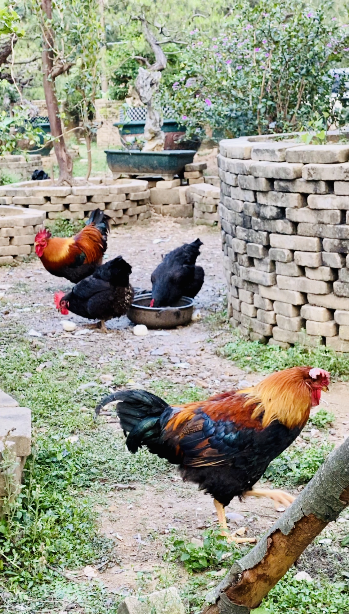 顺德大良筲箕鱼推荐,顺德大良筲箕鱼