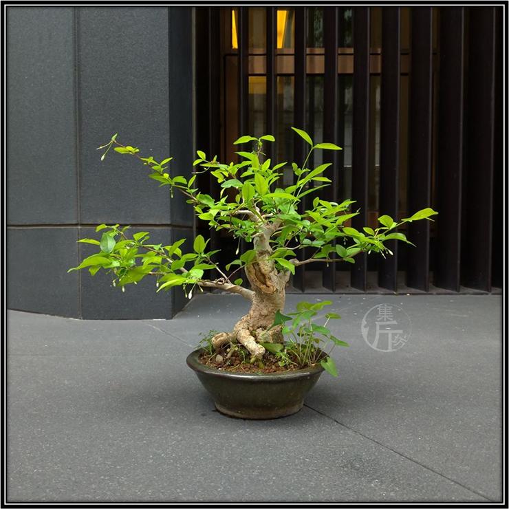 腊梅鸭脚木盆景图 (适合北方室内养的杂木类盆景)