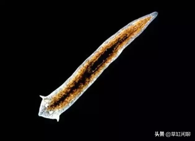 鱼缸小白虫的消灭方法,鱼缸里去除涡虫的最佳方法