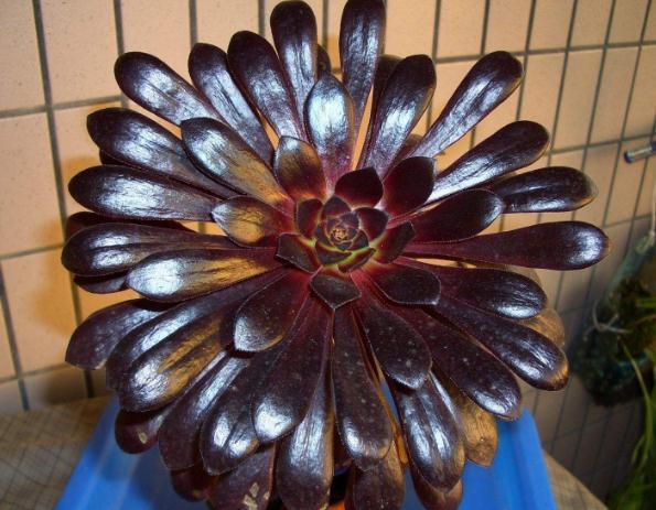 黑法师掉叶子黑腐怎么办,黑法师砍头后成光杆了还能发芽吗