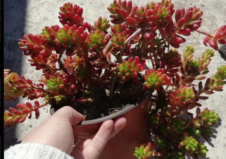 多肉养出状态来有多美？这102种多肉控养上色之后美呆了