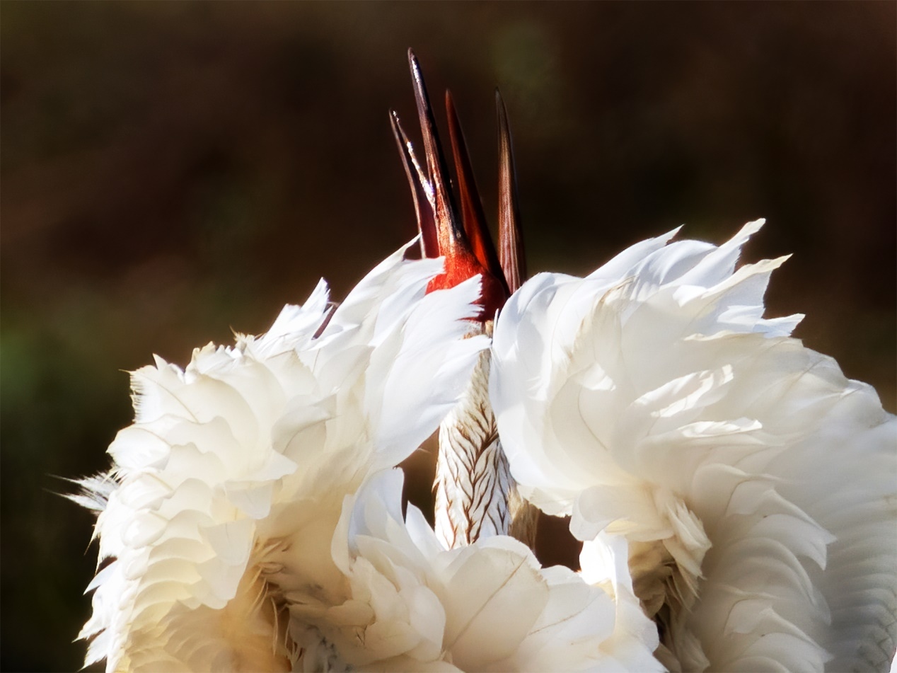 佳能r5和r5哪个更适合拍鸟,佳能eosr5适合拍鸟吗