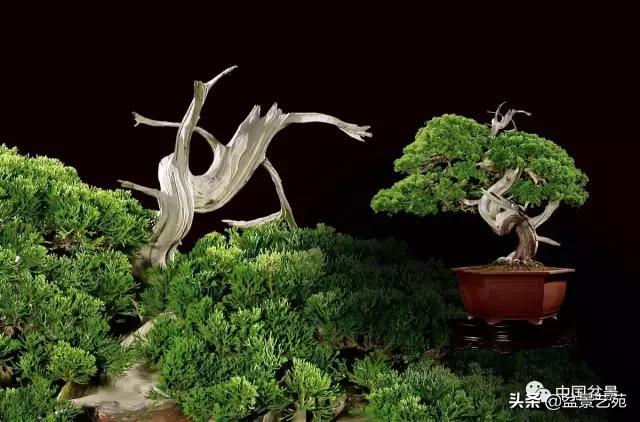 玩盆景必备栽种知识,观赏盆景的意境