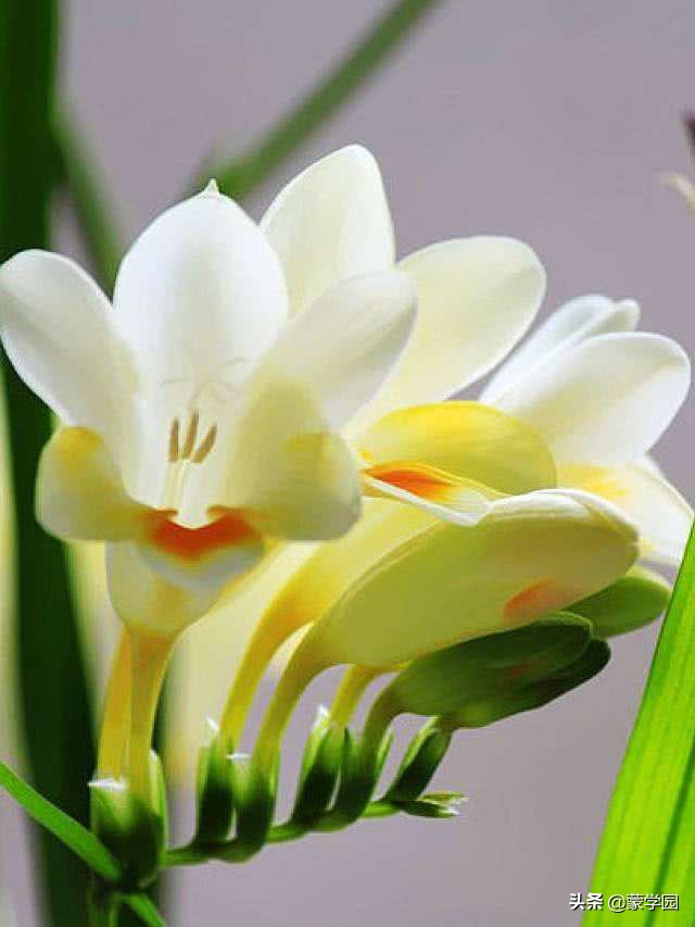 诗歌朗诵静待春暖花开,朗读咏兰花古诗