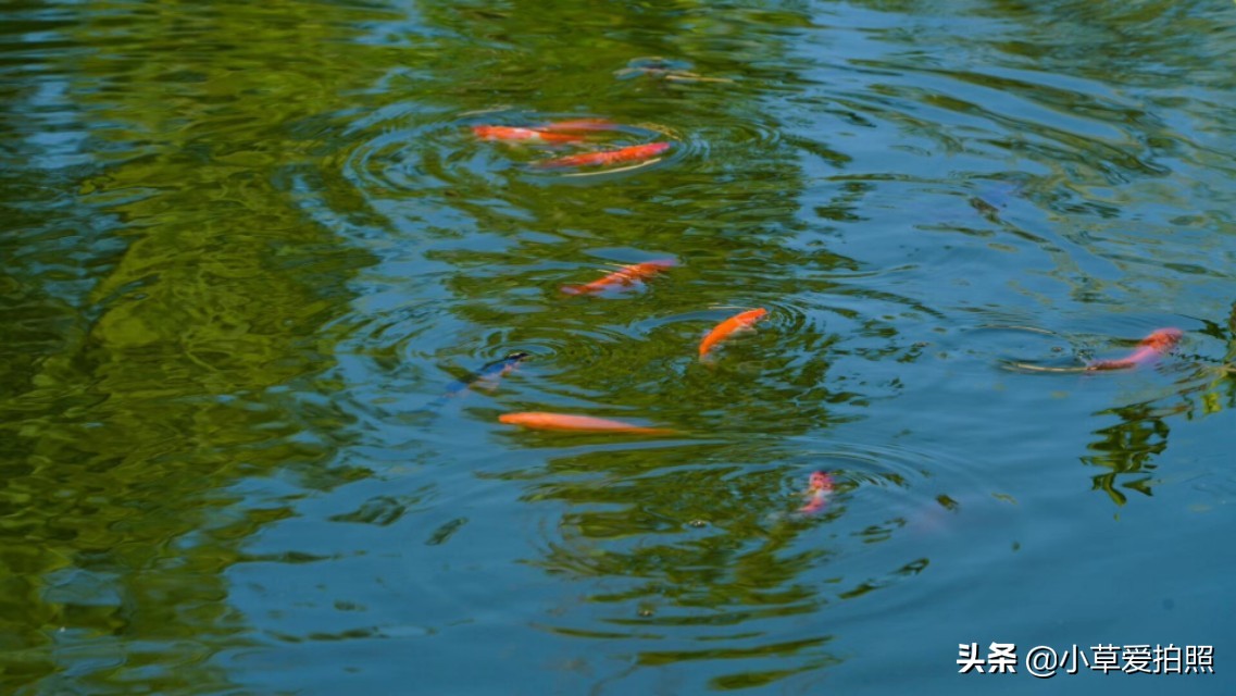 濞佹捣缇婁涵鍏洯鑺傚亣鏃ユ父,濞佹捣缇婁涵婀垮湴鍏洯閲庨