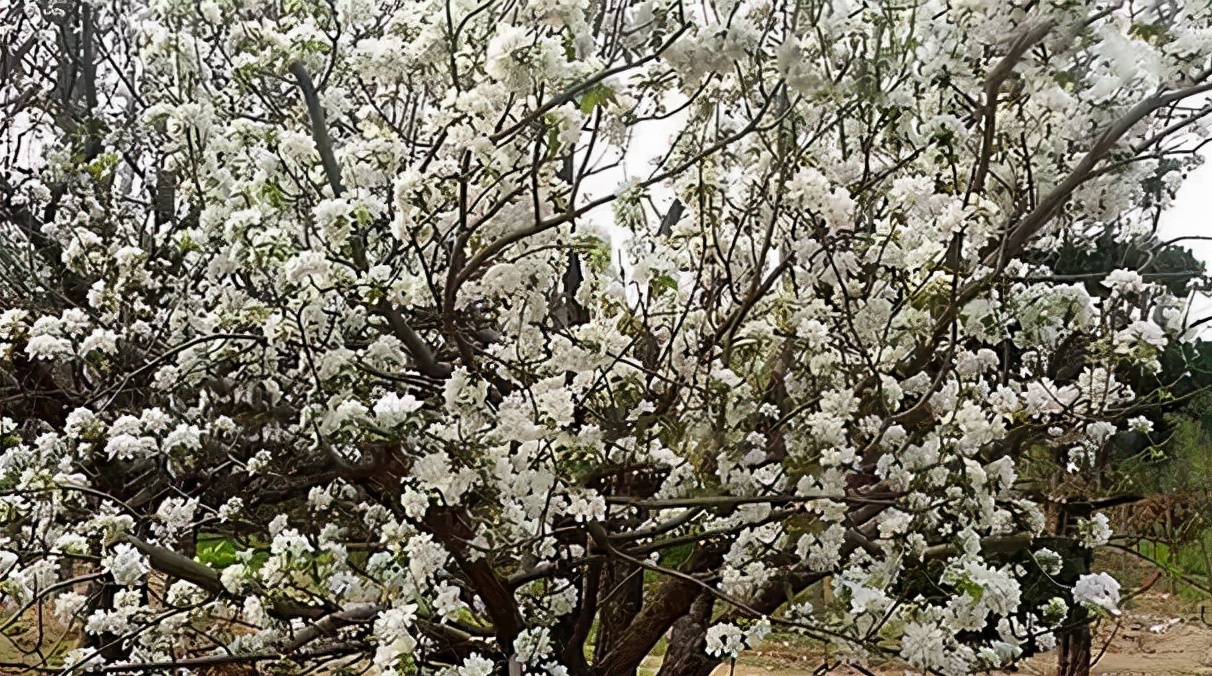 家在延津原唱完整版,家在延津主页