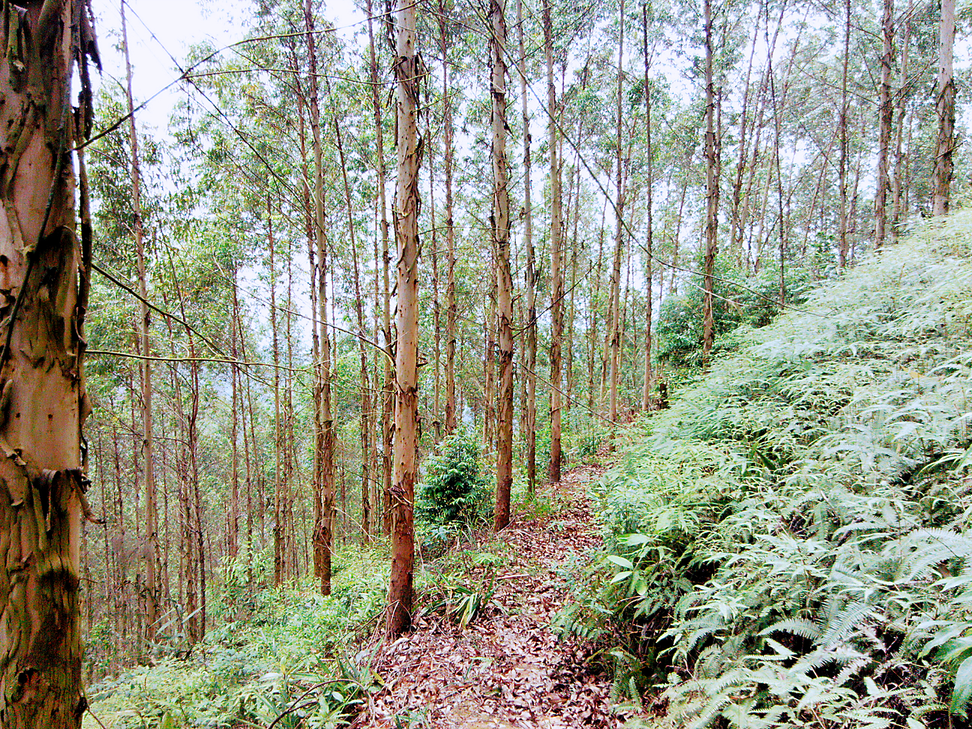 广西桉树真的要清除吗,广西的桉树