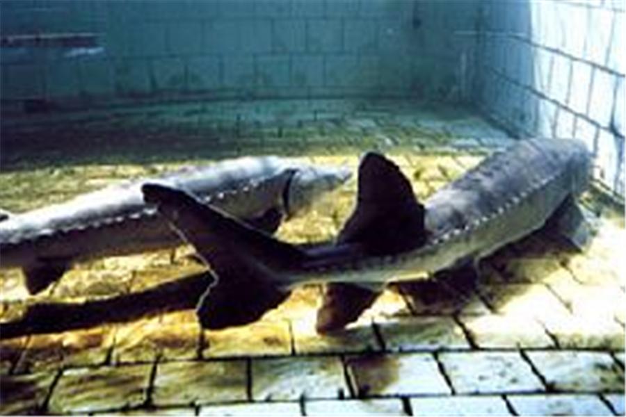 中华鲟养殖条件,中华鲟鱼的营养价值