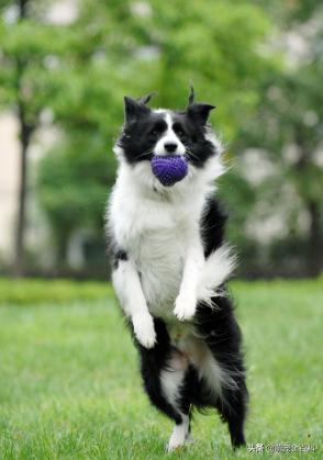 少喂一口狗狗它就可以多活几年,什么狗不挑食会守家对主人忠诚