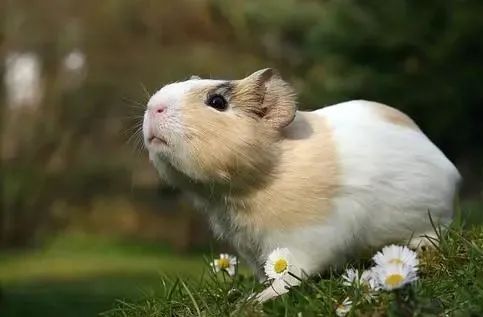 天竺鼠惊恐但贪吃,天竺鼠害怕会死掉吗