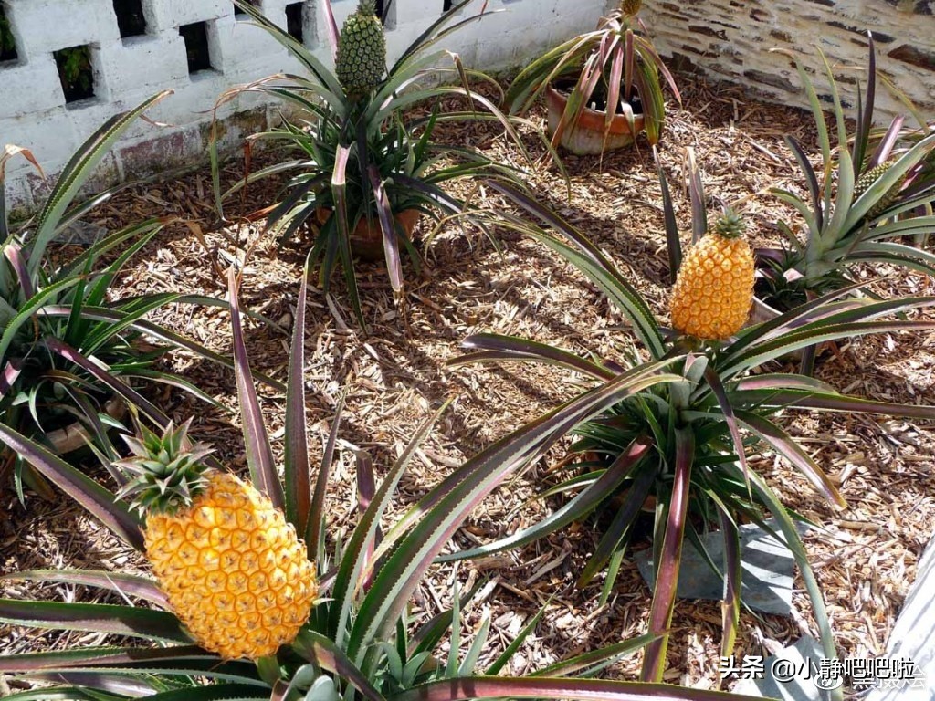 你不知道的国家冷知识日本篇,不得不知道的英国冷知识