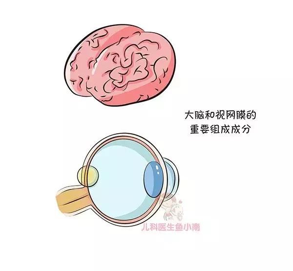 dha有哪些营养,dha可以通过调整日常饮食来补充