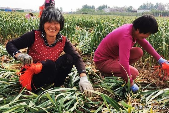 郑州市残联驻村书记朋友圈带货，销售中牟大蒜助农增收