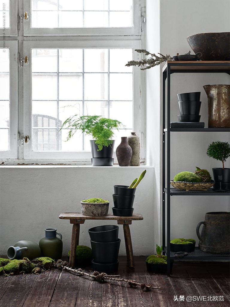 好养的北欧风大型绿植 (12款北欧风格绿植轻松打造ins风)