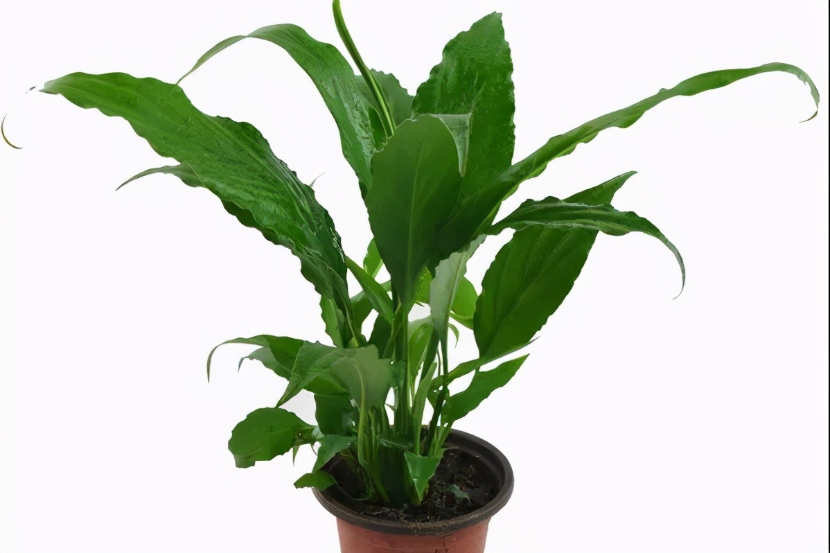 花卉冬季室内养殖,家庭花卉养殖方法和技巧图片